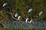 Photo of egrets on a tree