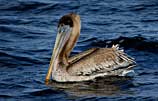 Photo of a brown pelican