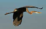 Photo of great blue heron in flight