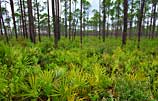 Photo of longleaf pine forest