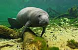 Underwater photo of manatee