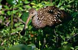 Photo of a wading limpkin