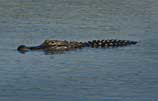 Photo of swimming alligator