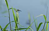 Photo of a dragonfly on grasses