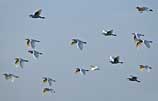 Photo of cattle egret flock in flight