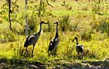 Photo of sandhill cranes
