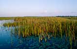 Photo of cattails