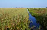 Photo of sawgrass marsh