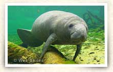 Photo of manatee in Blue Spring